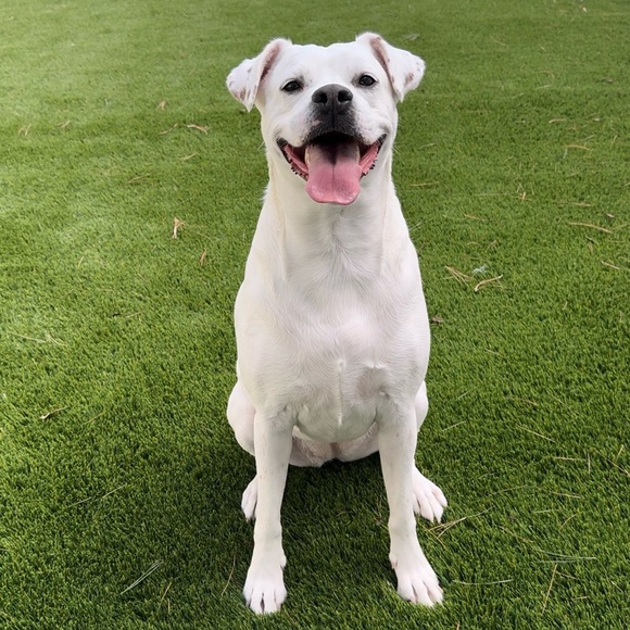 Meet your Seller/buyer,Charlie 😃 - Picture 7 of 8